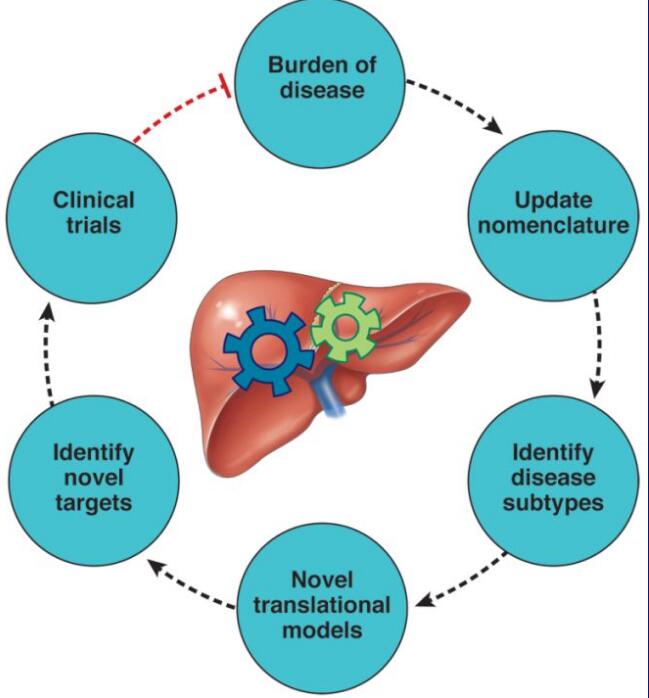脂肪肝領域新進展：MAFLD取代NAFLD命名有何意義？